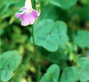 JSC 970604 Violet Wood Sorrel (composit picture).jpg